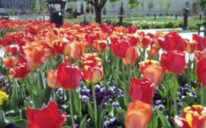 WWPPD - Tulips at the Ogden, Utah, Temple