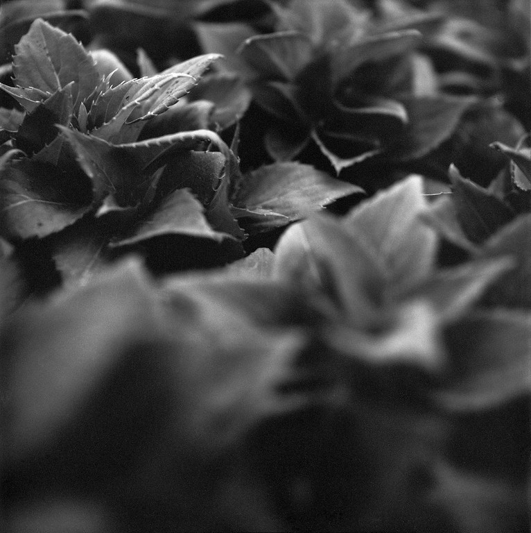 Yashica Mat-124 G Close-Up Lenses No. 2 – Utah Film Photography