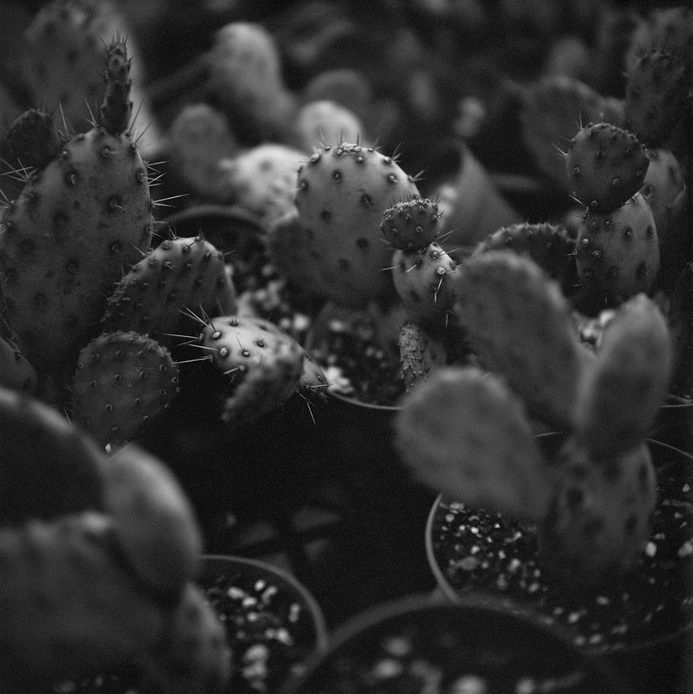 Yashica Mat-124 G Close-Up Lenses No. 2 – Utah Film Photography