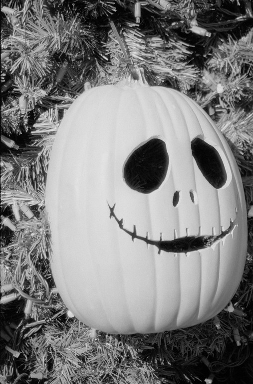 Pumpkin Jack at Hogle Zoo in Salt Lake City, Utah