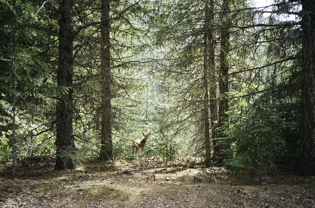 Route of the Hiawatha