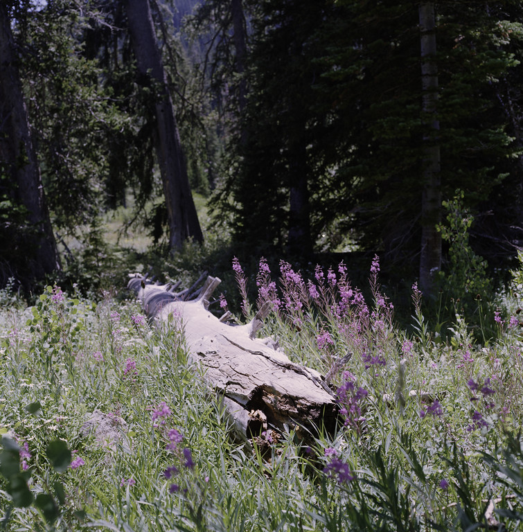 Tony Grove Lake, Utah