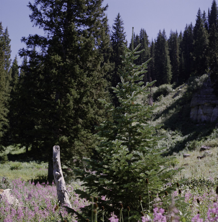 Tony Grove Lake, Utah