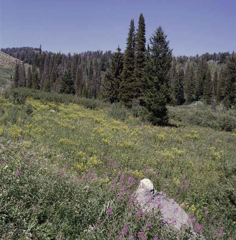 Tony Grove Lake, Utah