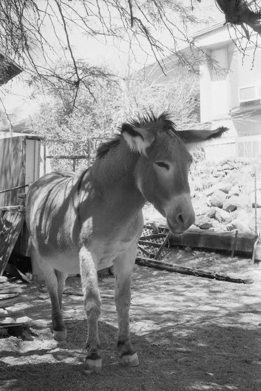 Burro - Route 66 - Oatman, Arizona
