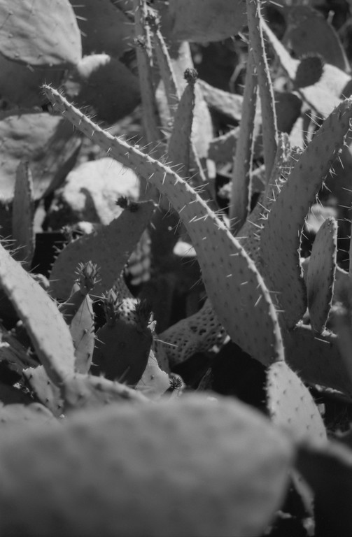 Cactus - Route 66 - Oatman, Arizona